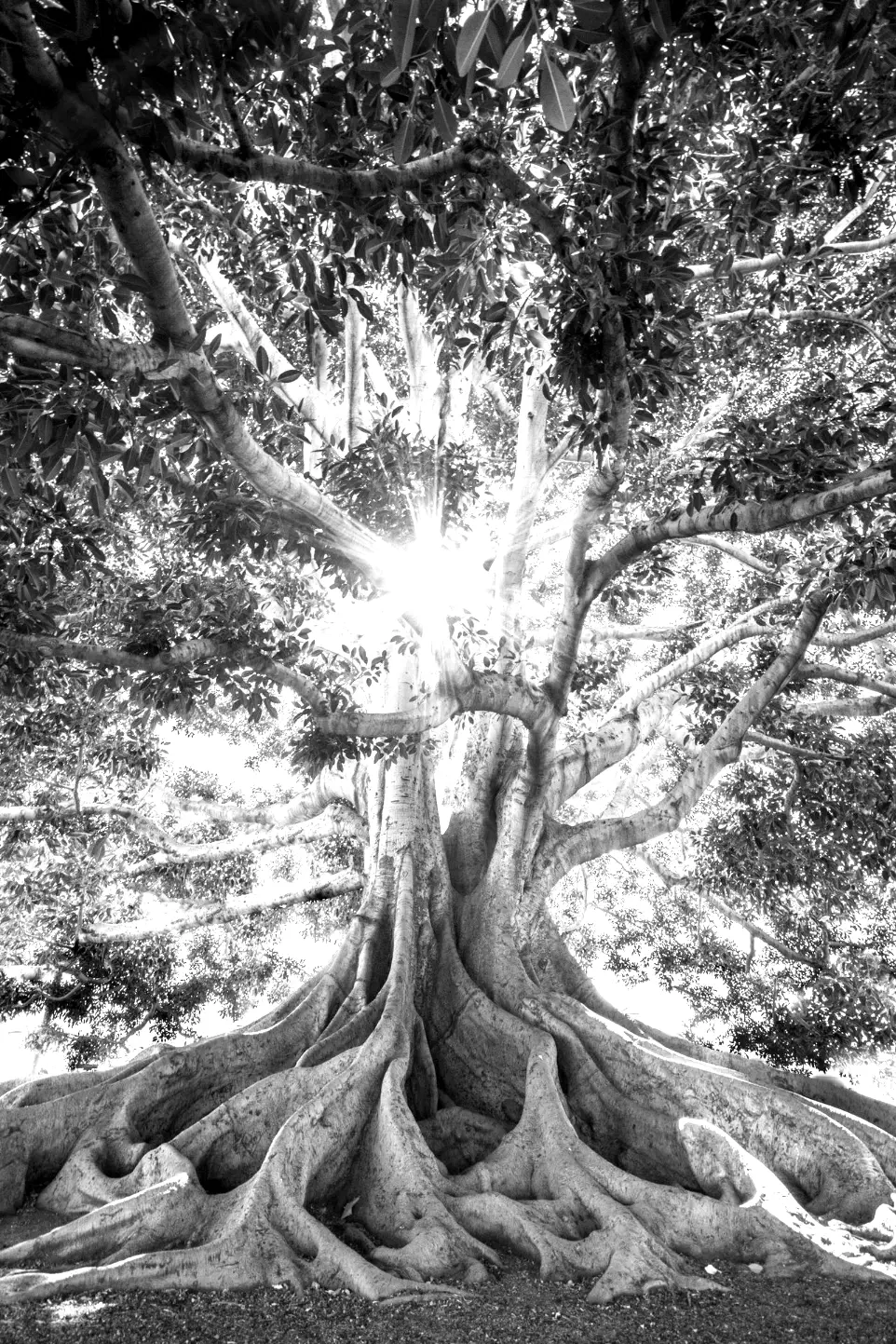 sun light passing through green leafed tree